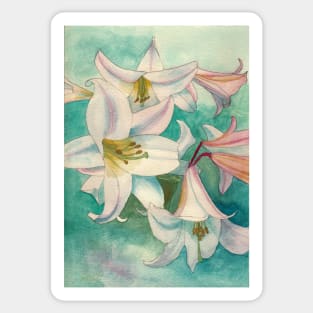 Pale pink lilies watercolour painting Sticker